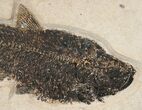 & Diplomystus Fish Fossil - Wyoming (Free Shipping) #15140-2